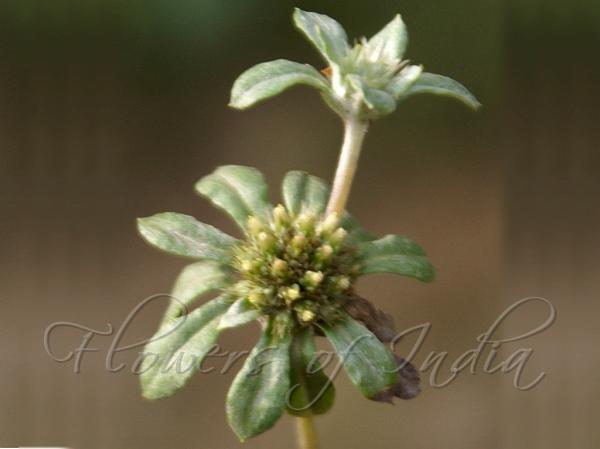 Broad Leaved Cudweed
